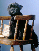 Pup Chair